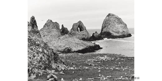 Gull Juju: Photographs from the Farallon Islands /海鸥护符：来自法拉隆群岛的照片 商品图3