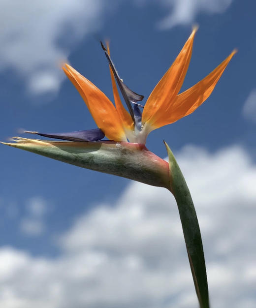 【天堂鸟】 (鹤望兰) 5支/扎  A/B级 商品图1