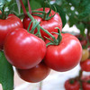 普罗旺斯水果西红柿，果肉糯糯沙沙，肉厚多汁 商品缩略图3