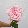 肯尼亚花园玫瑰花pink ohara粉奥哈 12支 商品缩略图4