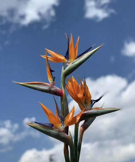 【天堂鸟】 (鹤望兰) 5支/扎  A/B级 商品图0