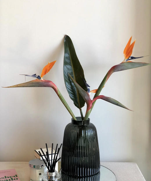 【天堂鸟】 (鹤望兰) 5支/扎  A/B级 商品图2