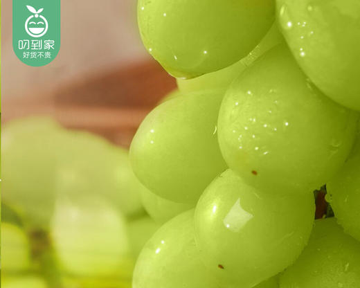 澳洲甜地球青提（450g±25g/盒） 商品图2