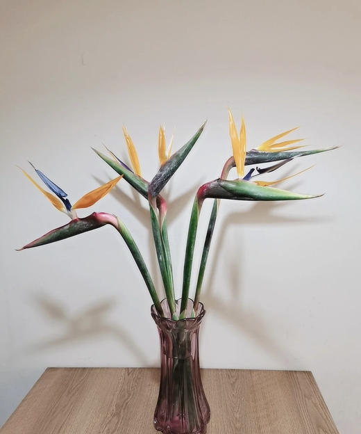 【天堂鸟】 (鹤望兰) 5支/扎  A/B级 商品图5