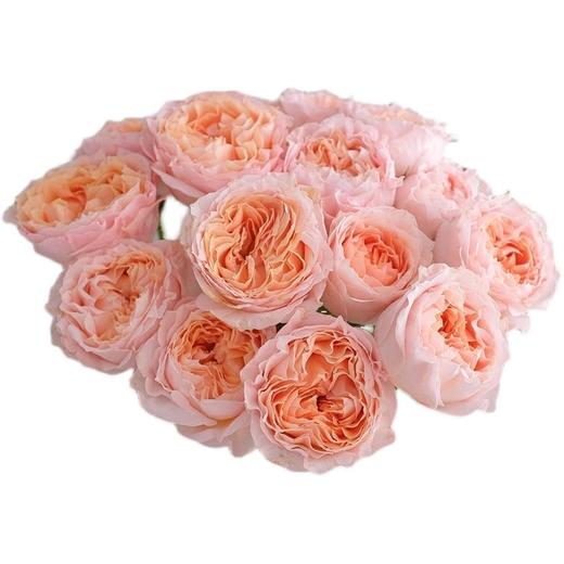 肯尼亚花材Georgia peach乔治蜜桃多头玫瑰花 6支 商品图4