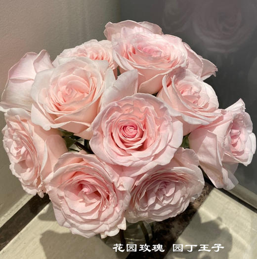 肯尼亚鲜花Prince Jardinier园丁王子花园玫瑰花12支 商品图3