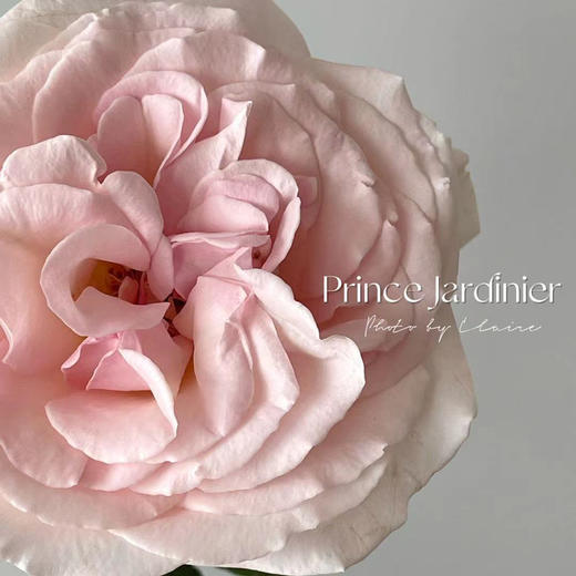 肯尼亚鲜花Prince Jardinier园丁王子花园玫瑰花12支 商品图1