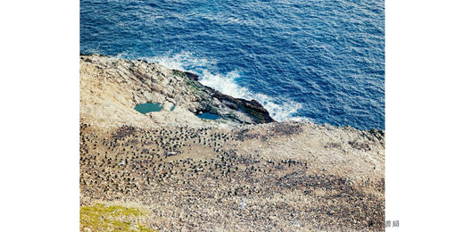 Gull Juju: Photographs from the Farallon Islands /海鸥护符：来自法拉隆群岛的照片 商品图2