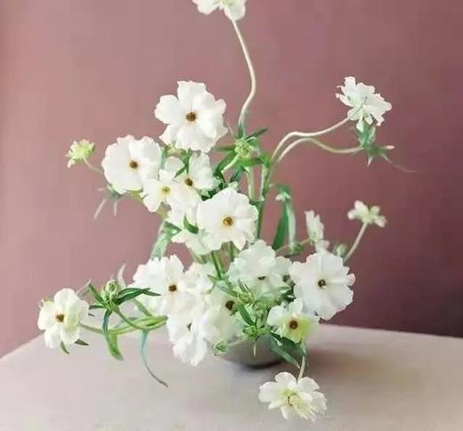 蝴蝶洋牡丹 商品图0