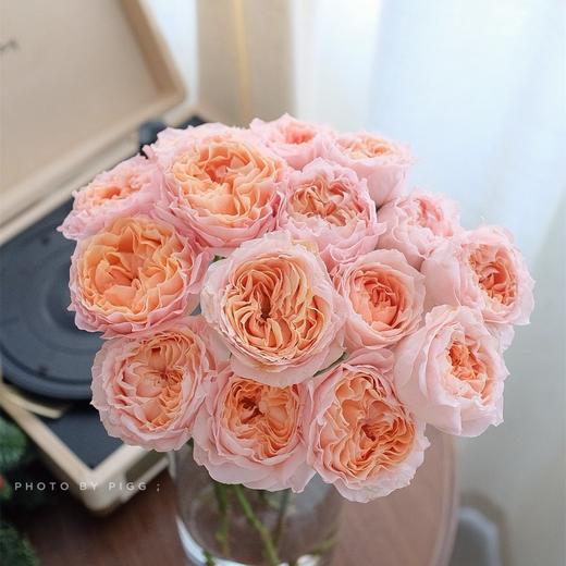 肯尼亚花材Georgia peach乔治蜜桃多头玫瑰花 6支 商品图2