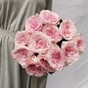 肯尼亚花园玫瑰花pink ohara粉奥哈 12支 商品缩略图1