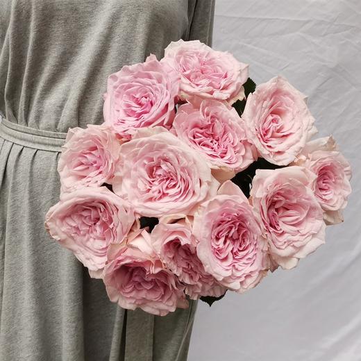 肯尼亚花园玫瑰花pink ohara粉奥哈 12支 商品图1