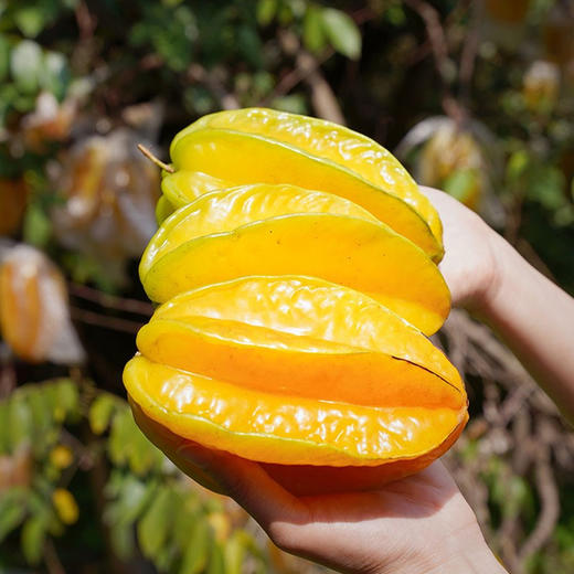 下河杨桃  新鲜当季水果现摘现发  清爽的甜，淡淡的香，杨桃越放越熟，挑黄的先吃口感更佳～ 商品图1