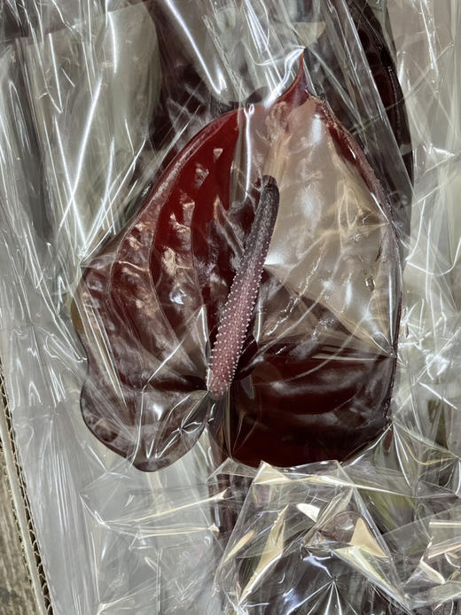 【彩掌】尼诺  深咖啡色  单枝 商品图6