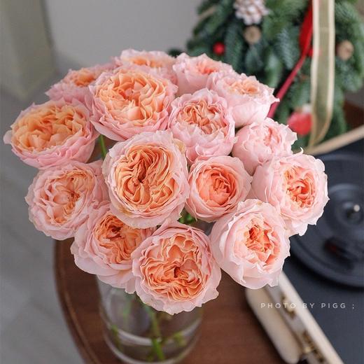 肯尼亚花材Georgia peach乔治蜜桃多头玫瑰花 6支 商品图1