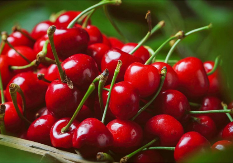 【空运到家】2026大连生态美早大樱桃上市！！不酸不苦，香甜可口果味浓郁基地直邮