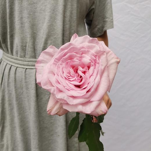 肯尼亚花园玫瑰花pink ohara粉奥哈 12支 商品图3