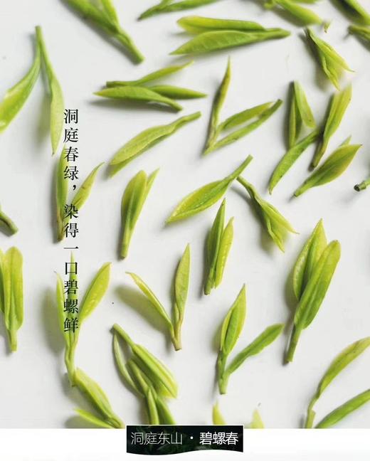 2025明前洞庭碧螺春——核心产区：洞庭东山 商品图0