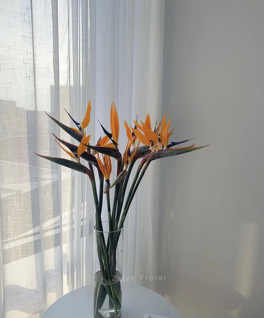 【天堂鸟】 (鹤望兰) 5支/扎  A/B级 商品图4