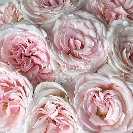 肯尼亚鲜花Prince Jardinier园丁王子花园玫瑰花12支 商品图0