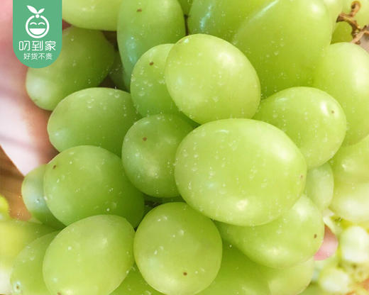 澳洲甜地球青提（450g±25g/盒） 商品图1