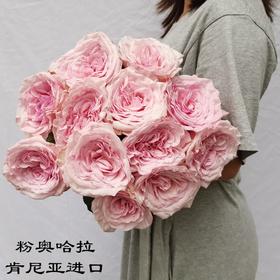 肯尼亚花园玫瑰花pink ohara粉奥哈 12支