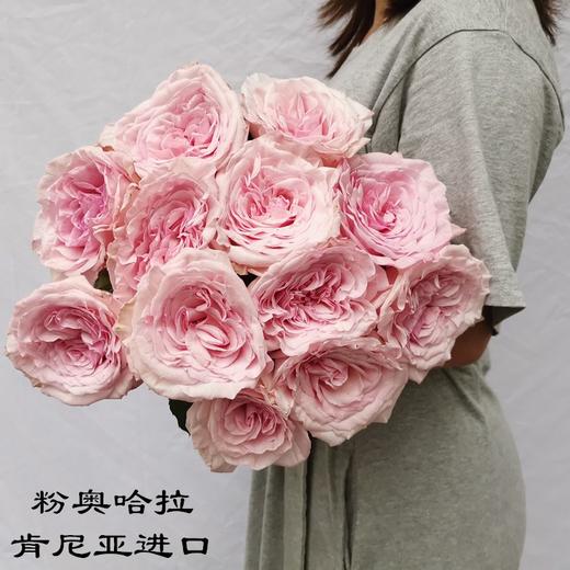 肯尼亚花园玫瑰花pink ohara粉奥哈 12支 商品图0