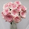 肯尼亚花园玫瑰花pink ohara粉奥哈 12支 商品缩略图2