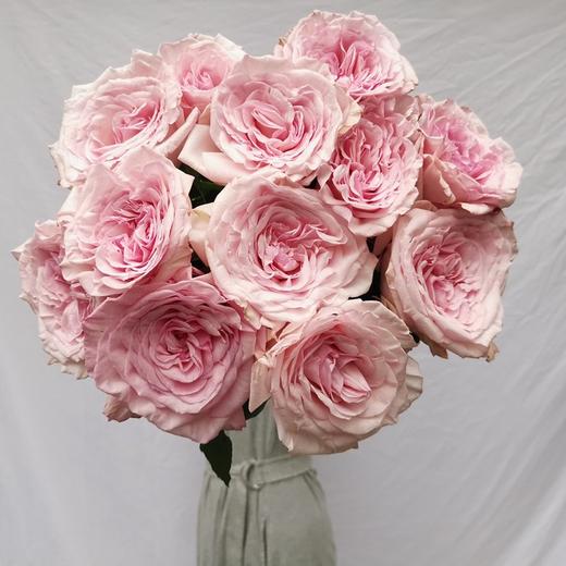 肯尼亚花园玫瑰花pink ohara粉奥哈 12支 商品图2