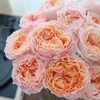 肯尼亚花材Georgia peach乔治蜜桃多头玫瑰花 6支 商品缩略图3