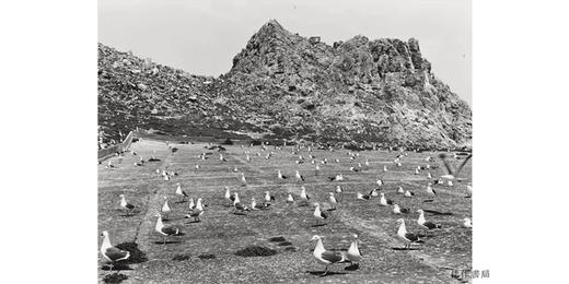 Gull Juju: Photographs from the Farallon Islands /海鸥护符：来自法拉隆群岛的照片 商品图4