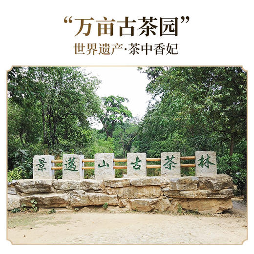 一球2022年百山百味·景迈普洱生茶饼200g 商品图3