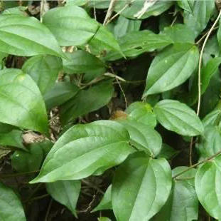 仿野生土茯苓 云苓 500克/袋 商品图2