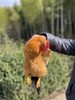 南门农艺园散养童子鸡 商品缩略图3