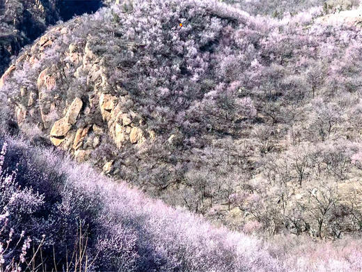 【后花园1日】燕平八景-神岭千峰-虎峪辉金漫山芬香北京后花园 商品图4