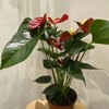 【绿植】骄阳红掌 商品缩略图2