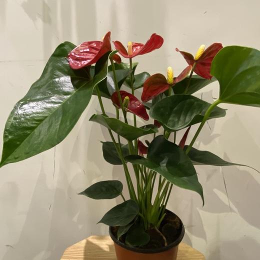 【绿植】骄阳红掌 商品图2