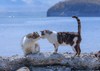 【预订】ゆきぐにのねこ ~猫と人々の四季~ | 雪国的猫 猫与人类的四季 寺本成贵摄影作品集 商品缩略图2