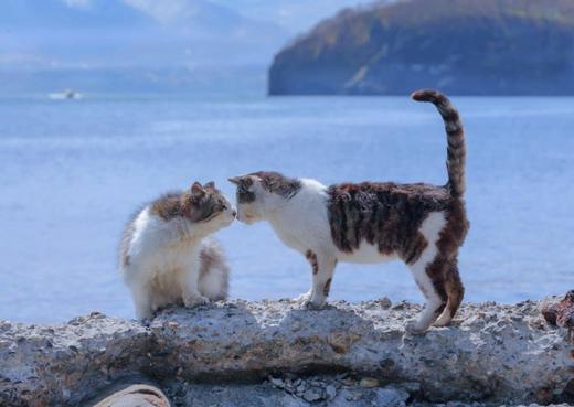 【预订】ゆきぐにのねこ ~猫と人々の四季~ | 雪国的猫 猫与人类的四季 寺本成贵摄影作品集 商品图2