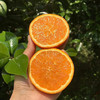 秭归伦晚脐橙、橙香扑鼻、酸甜多汁、新鲜细嫩 商品缩略图2