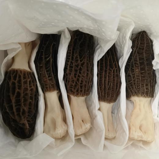 生态羊肚菌（鲜）| 鲜美香浓 | 基地直发 合作生产 *MORCHELLA ESCULENTA (fresh) 商品图1