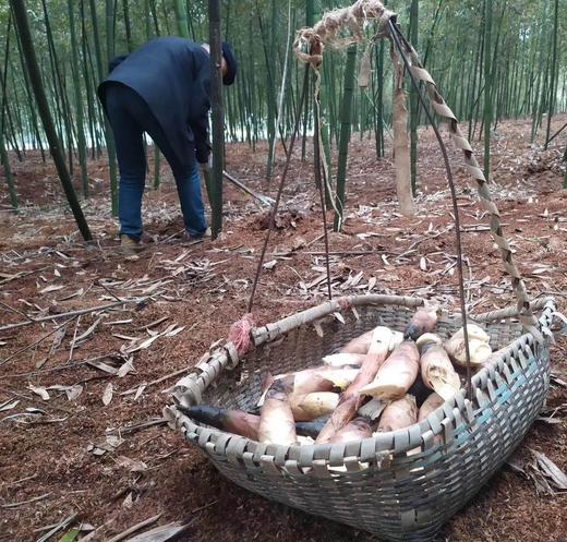 【头茬天目山春笋】新春现挖现发 味鲜无渣 无涩味 营养丰富 鲜到鲜达！【京东发货】 商品图5