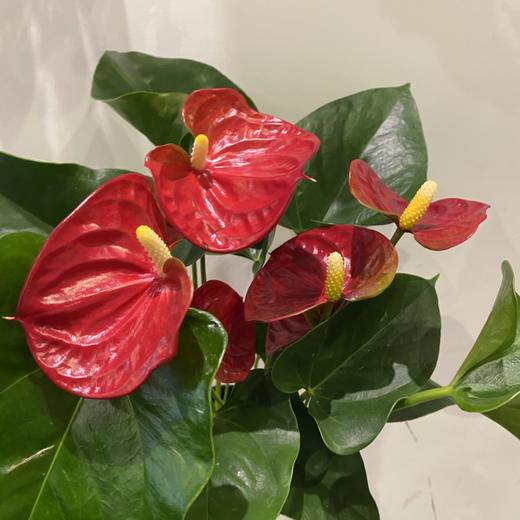 【绿植】骄阳红掌 商品图1