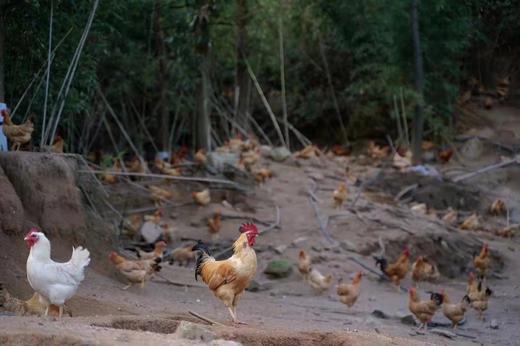 南门农艺园散养童子鸡 商品图2