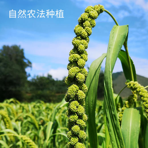 【拼团专属福利】纯粮制作 口感劲道 拒绝添加剂 小米米线500g 商品图4