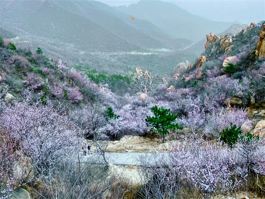 【后花园1日】燕平八景-神岭千峰-虎峪辉金漫山芬香北京后花园 商品图5
