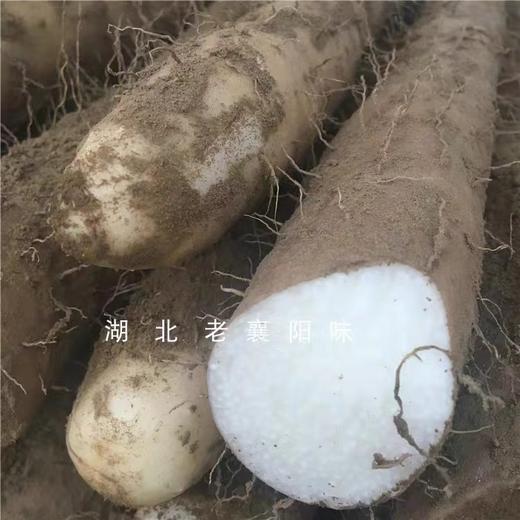 淮山药（粗）（约500g） 商品图0