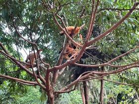 南门农艺园散养童子鸡