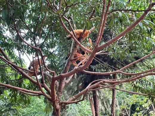 南门农艺园散养童子鸡 商品图0