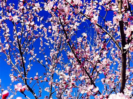 【后花园1日】燕平八景-神岭千峰-虎峪辉金漫山芬香北京后花园 商品图3